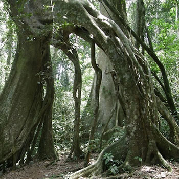 Griffin Mabira Forest Falls Camp