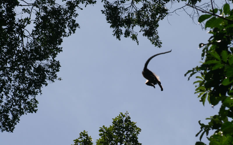 Griffin Falls Camp - Mabira Forest